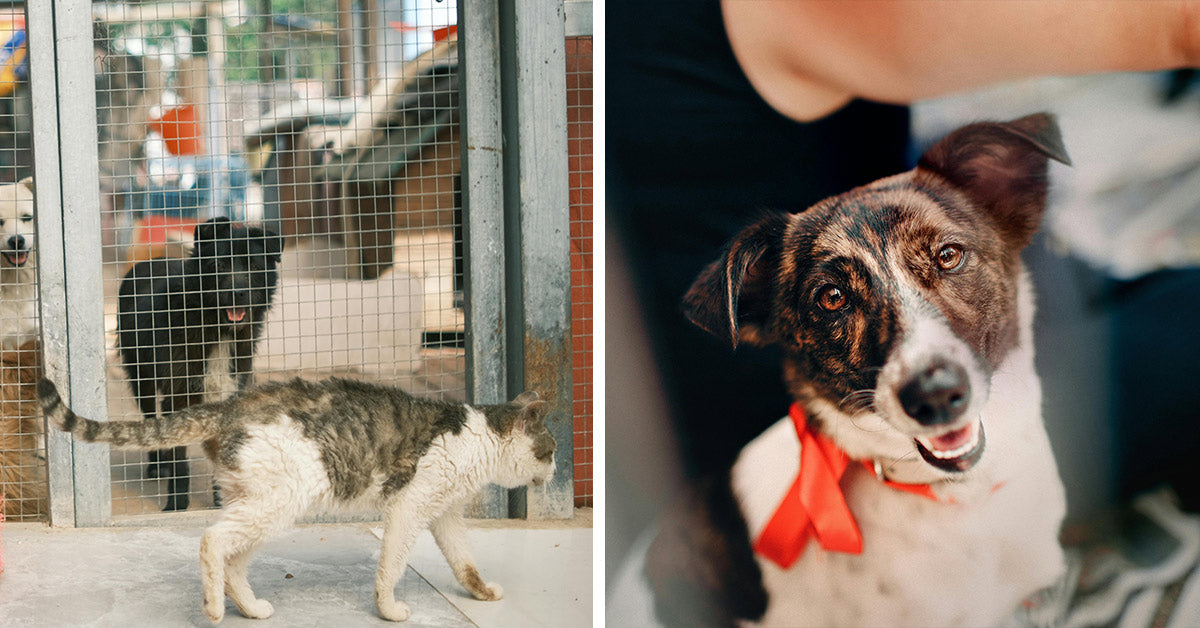 These States Just Proved That Shelter Pets Do Not Have To Die