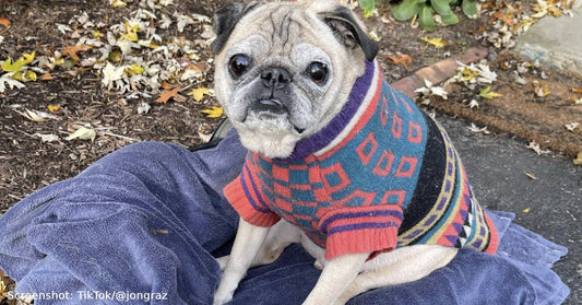 Noodle The Pug, Famous For "Bones or No Bones" Days, Has Passed Away