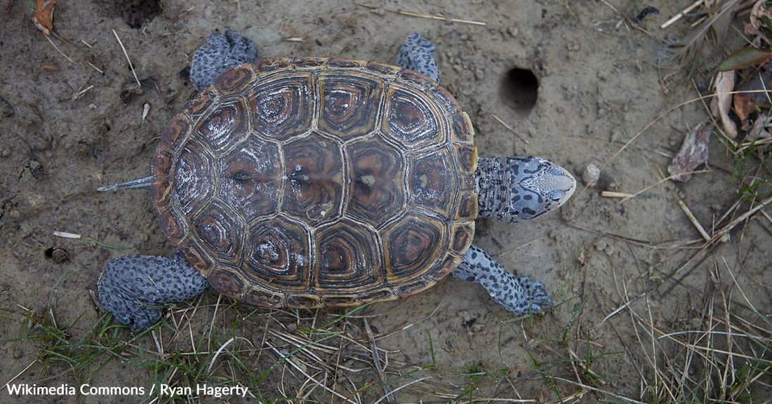 Diamonds in Peril: The Decline of the Northern Diamondback Terrapin Population