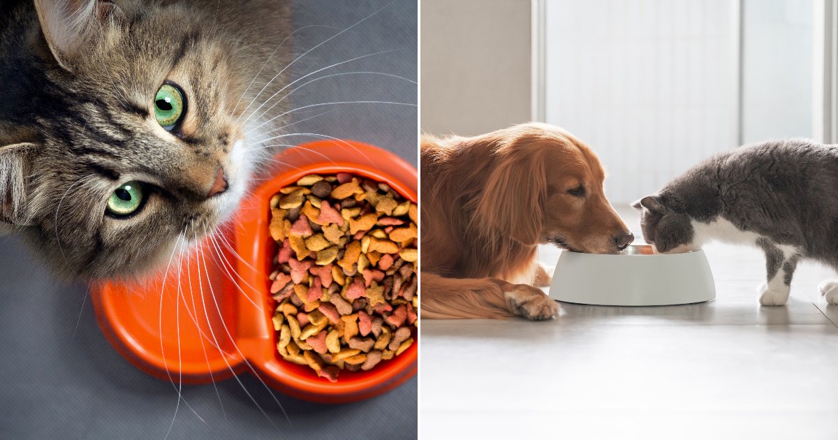 Your Pet's Food Could Be Making Your Whole Family Sick and You May Not Even Know It Yet