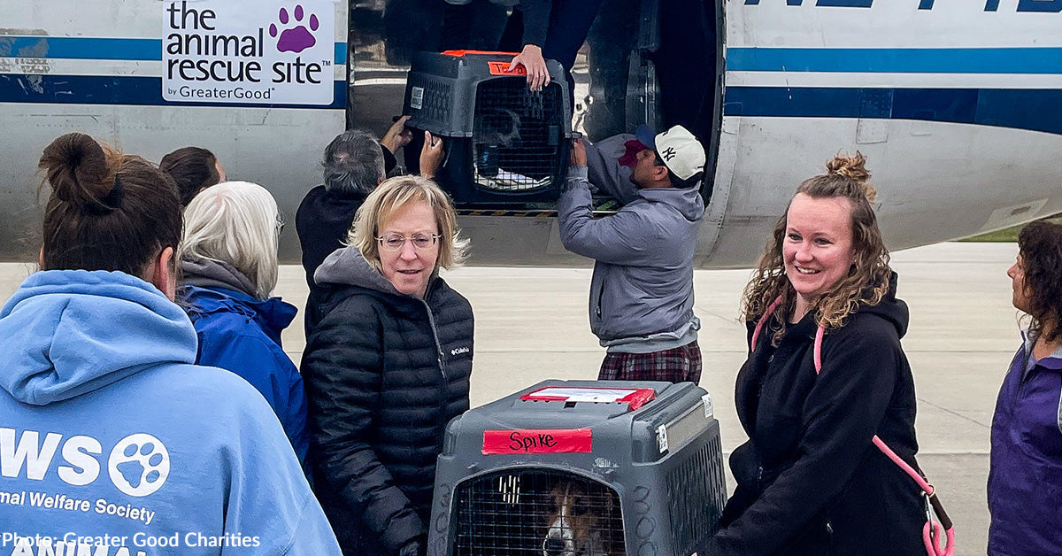 Dozens of Shelter Canine & Cats Land in Wisconsin to Discover Properties for the Holidays
