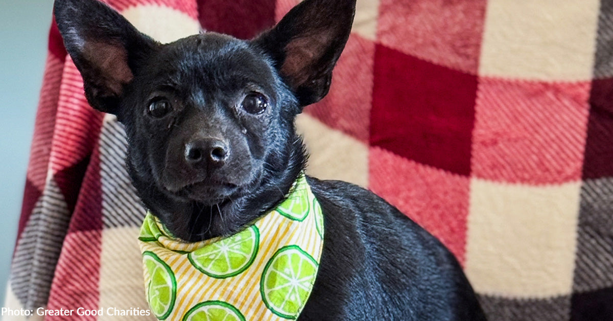 Assist At-Danger Shelter Pets Discover Loving Properties for the Holidays with Flight to Freedom