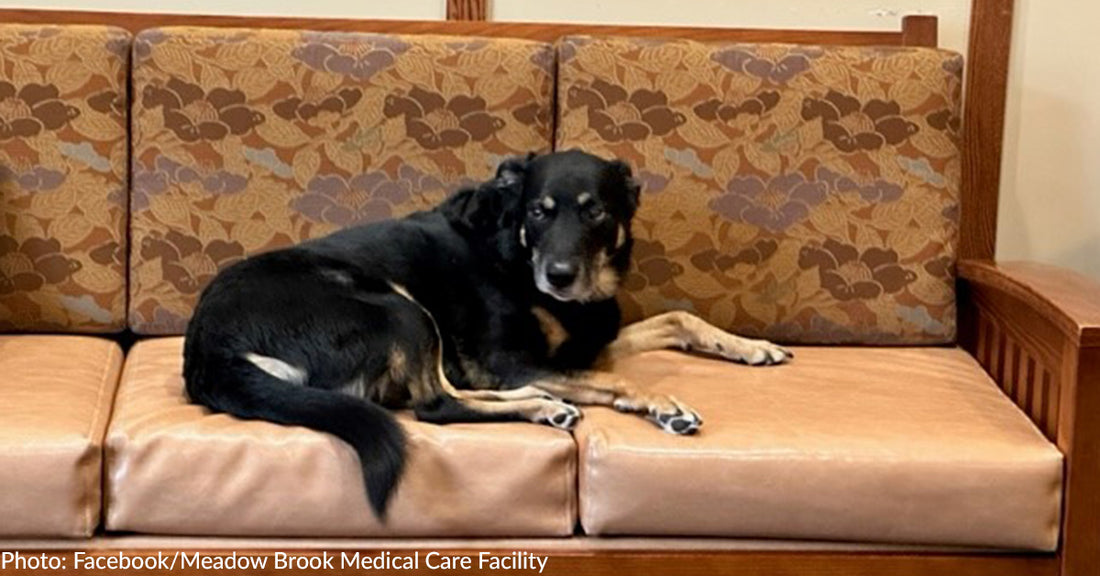 Dog Escapes Michigan Shelter Multiple Times And Sneaks Into Nearby Nursing Home, So They Adopt Him