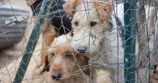 New York Moves to Stop Animal Abusers from Slipping Through the Cracks