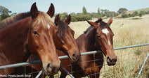 Help Care for Rescue Horses and Live for Free in New Zealand