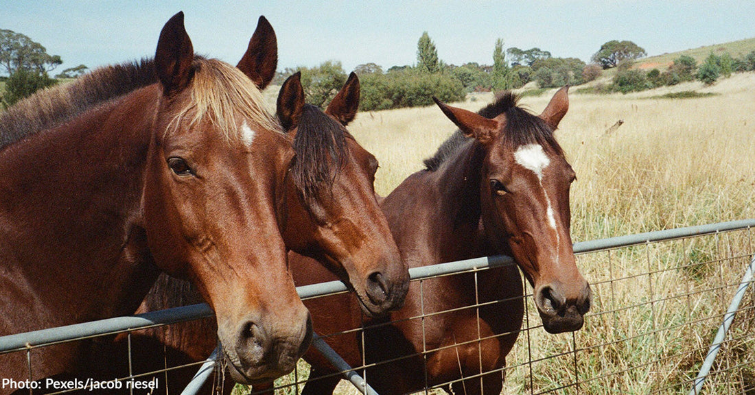 Help Care for Rescue Horses and Live for Free in New Zealand
