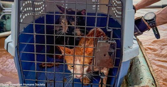 two wet cats inside carrier in boat on muddy water