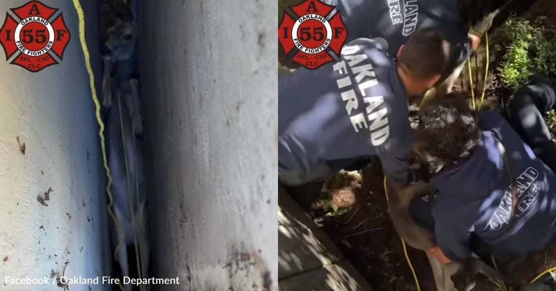 Firefighters Free Deer From 10-Inch Space Between Walls