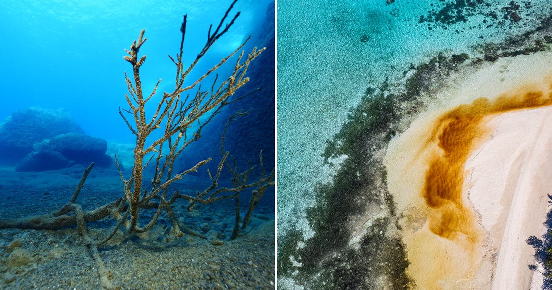On the left, a dead branching coral rests on a sandy ocean floor beside a rock wall; on the right, an aerial view shows sargassum seaweed washing onto a tropical.