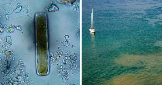 Underwater Robots Uncover Organic Secret as Heavy as 250 Million Elephants