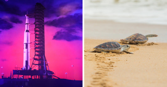 Rocket on launch pad glowing under dramatic purple and pink evening sky. Two sea turtles crawl across sandy beach toward the ocean, leaving tracks behind them.