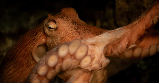 Octopus Grips Child at Aquarium and Sparks Outcry Over Safety and Animal Welfare