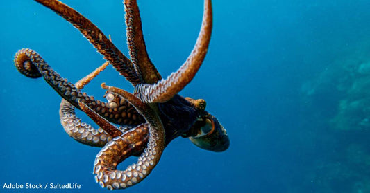 Octopuses Have Similar Sleep Patterns to Humans and May Even Dream, New Research Says