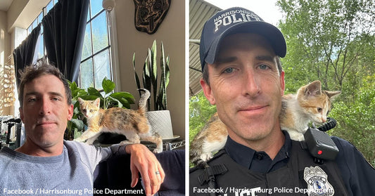 Police Officer Rescues and Adopts Kitten That Was Thrown From Vehicle