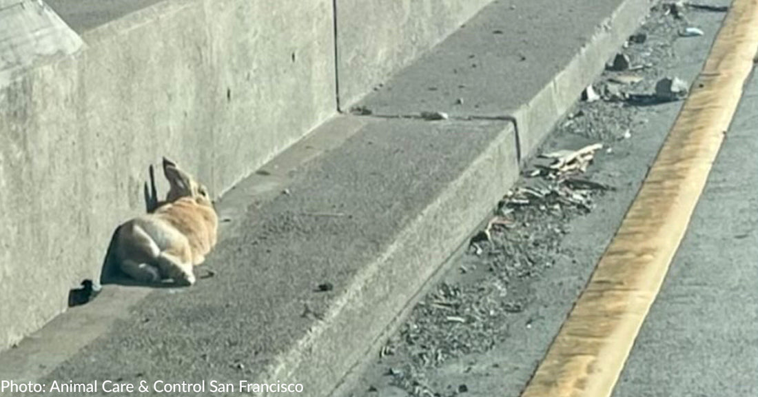 Officers Stop Traffic On Busy California Highway To Rescue Terrified Rabbit