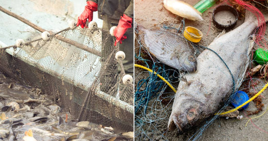 On the left, a worker in red gloves harvests fish from a crowded net at a fish farm; on the right, a dead fish lies tangled in fishing nets and.