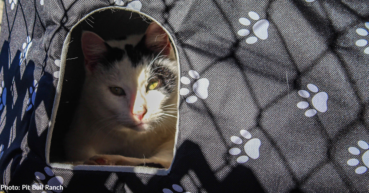 Oklahoma Feral Cats Obtain Heat Shelters Forward of Arctic Blast Oklahoma Feral Cats Obtain Heat Shelters Forward of Arctic Blast