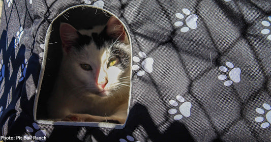 Oklahoma Feral Cats Receive Warm Shelters Ahead of Arctic Blast