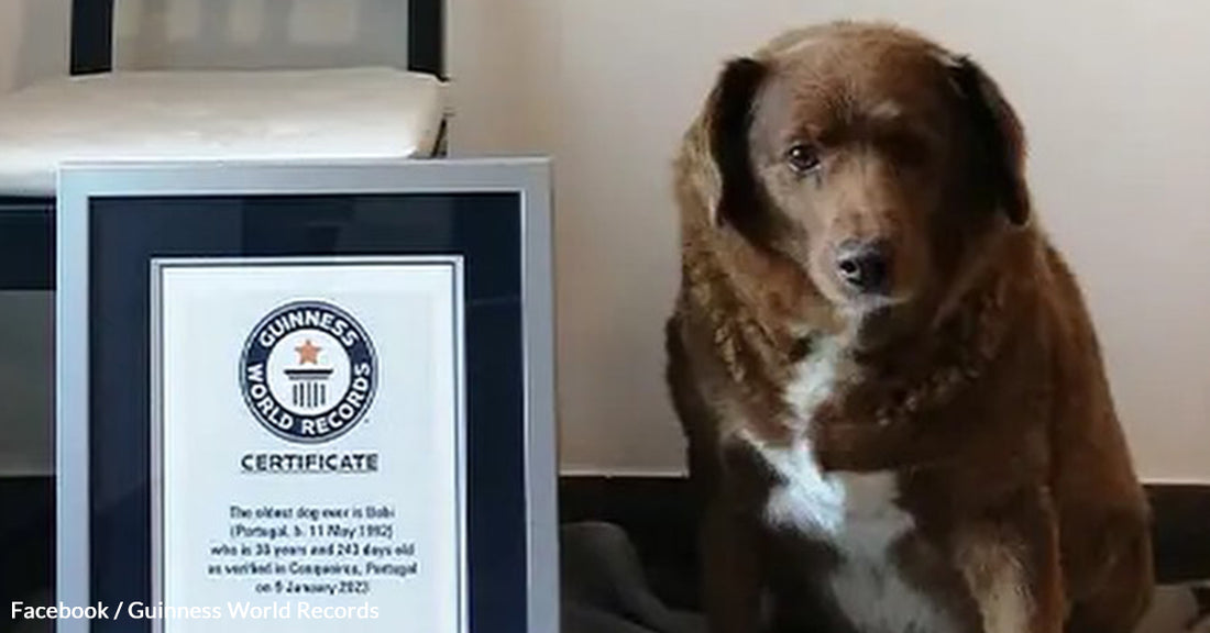 Guinness Record in Doubt as World's Oldest Dog Investigation Unfolds