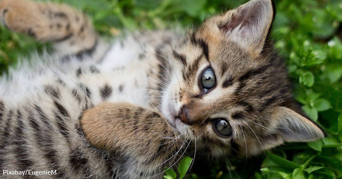 Feisty, Abandoned 4-Week-Old Kitten Finds the Perfect Home