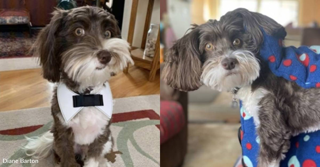 Havanese With Very Long Legs Earns Nickname 'Havanese Giantus'