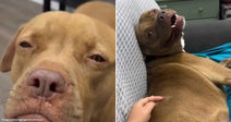 On the left, a golden-brown pit bull gazes intensely at the camera indoors; on the right, the same dog lounges on a couch, head back, mouth open in bliss while.