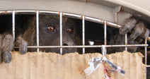 A dark-furred primate peers through the metal bars of a transport crate, its hands gripping the grate above a cardboard panel.