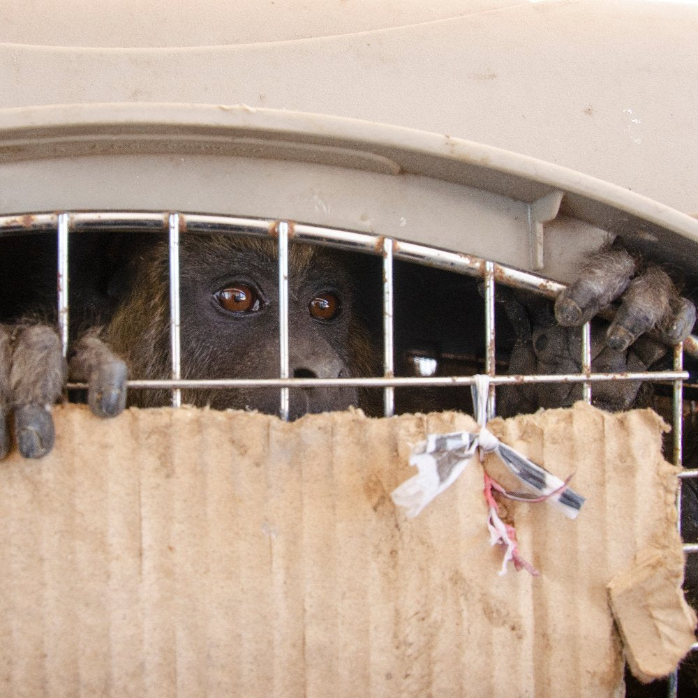 A dark-furred primate peers through the metal bars of a transport crate, its hands gripping the grate above a cardboard panel.