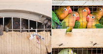 On the left, a monkey peers through metal cage bars with cardboard blocking the lower half; on the right, colorful lovebirds are crowded together in a wooden wire crate.