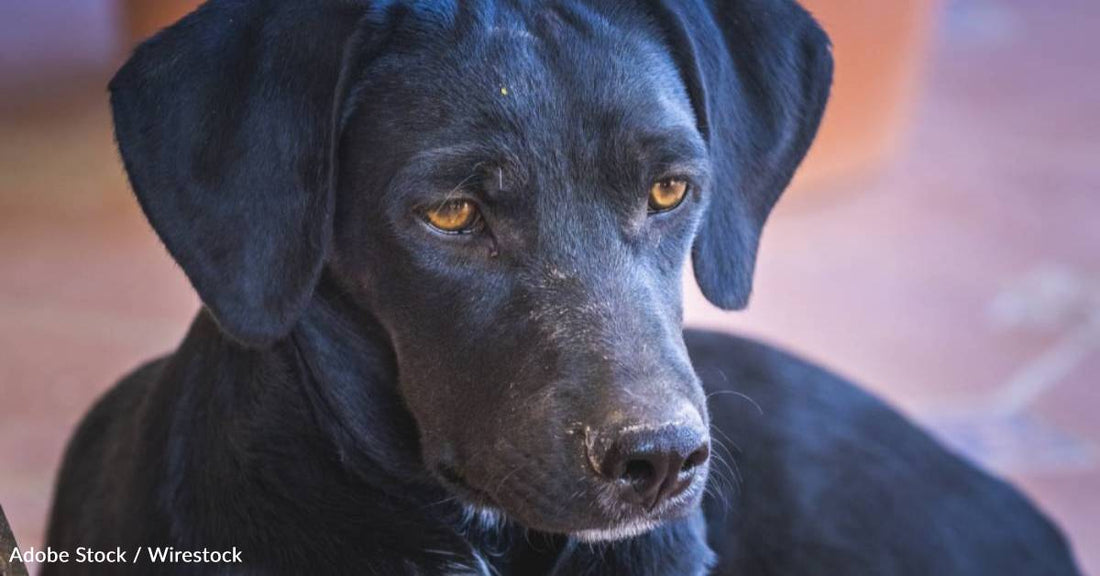 After Learning They Can't Have Children, Couple Finds Dog That Fills Their Home with Love