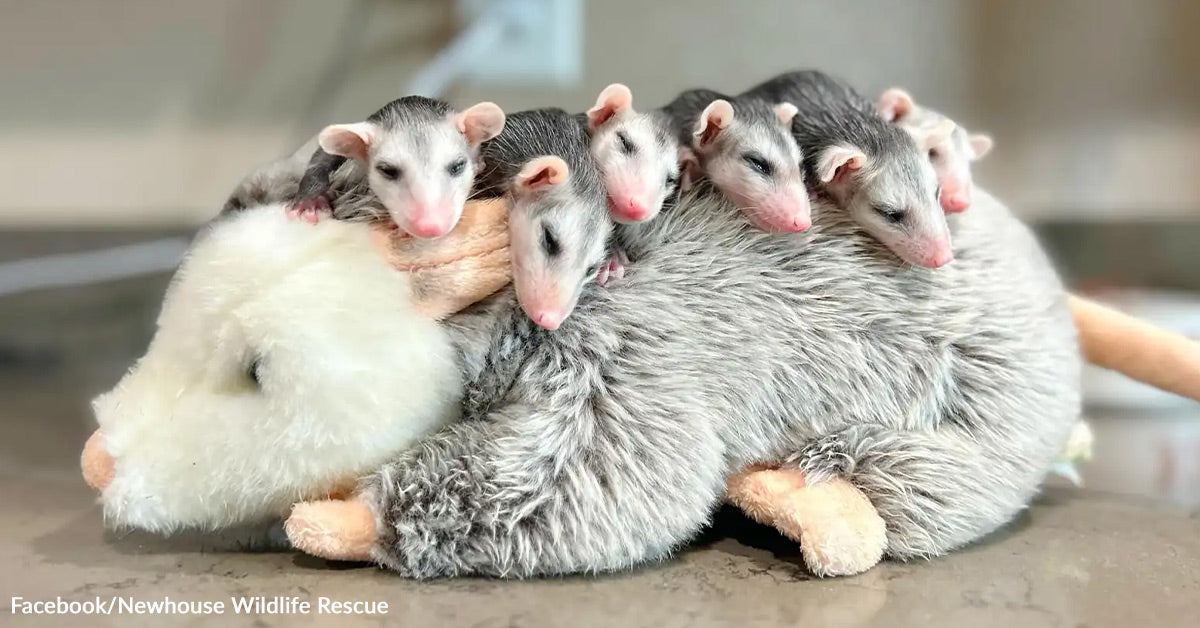 Opossum Litter Survives Heartbreak With A New ‘Mother,’ They Simply Do not Know She Is not Actual