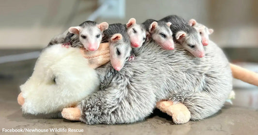Opossum Litter Survives Heartbreak With A New ‘Mom,’ They Just Don't Know She Isn't Real
