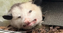 Opossum with its mouth open standing among leaves and debris near a structure.