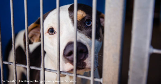 Orlando Animal Shelter Pleads For Help To Find Over 200 Dogs Homes