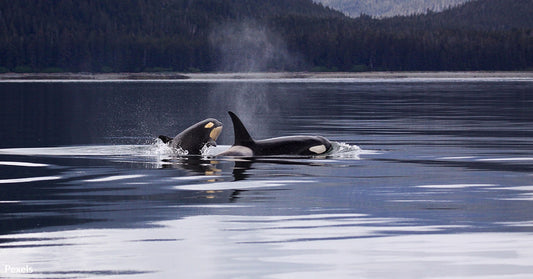 Playful Behavior or Deeper Motivations? Decoding Orcas' Interactions with Sailing Ships