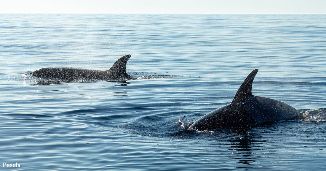 Killer Whales' 45-Minute Assault Sinks Polish Yacht in Nightmare Encounter