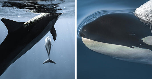 The Bizarre Friendship Between Dolphins and the Animals That Could Kill Them