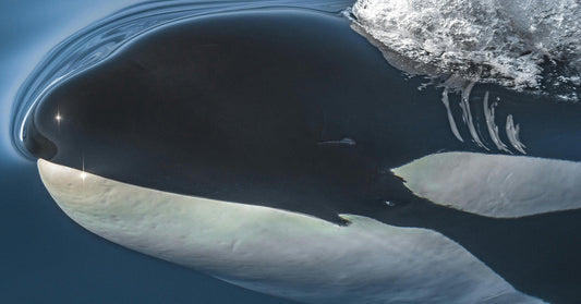 Scientists Investigate Why Orcas Are Sharing Their Food With Humans