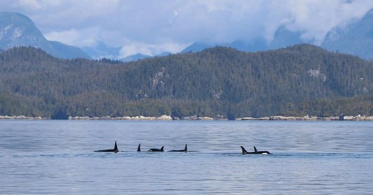 Five orcas swimming in calm water with mountains in the background.