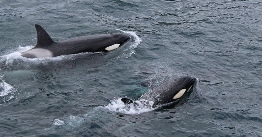 Scientists Observe Killer Whales Sharing a Tender Kiss in Norway