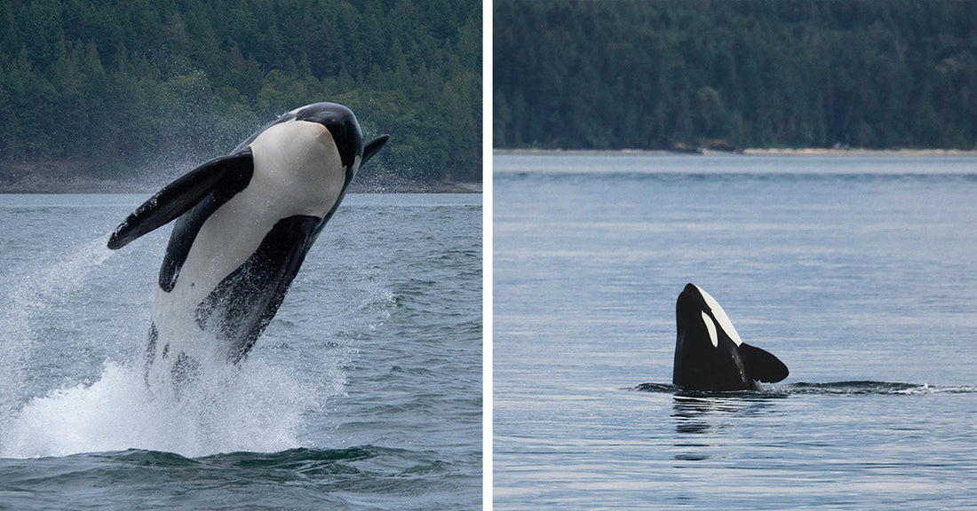 Moonwalking Orca Sighting Stuns Crowd in Once-in-a-Lifetime Encounter
