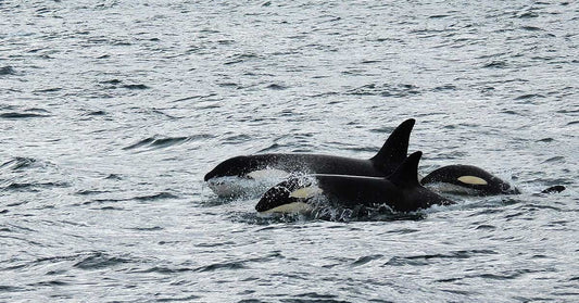 Killer Whales Use Kelp Like Tools in a Stunning Show of Intelligence