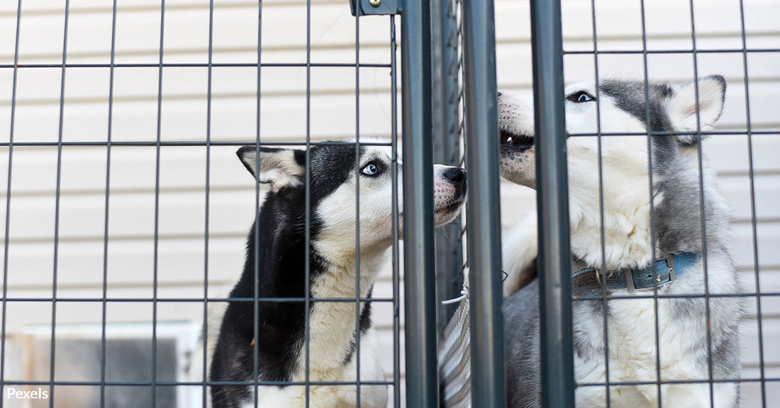 Oregon Takes Stand Against Puppy Mills and Cosmetics Testing