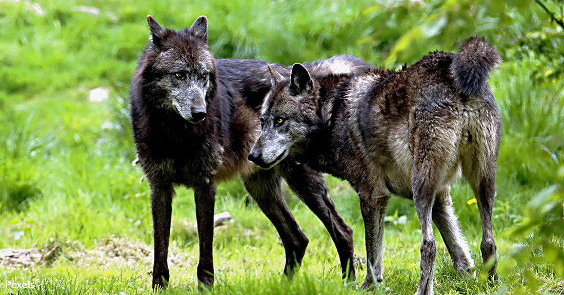 Poisonous Plots Against Oregon’s Wolves Endanger Families and Pets