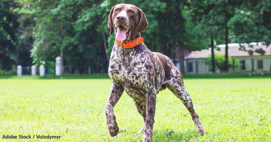 Family Adopts Foster Dog with Cancer