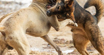 Two dogs wrestle and snap at each other on a sandy beach, mid-air in an intense play fight.
