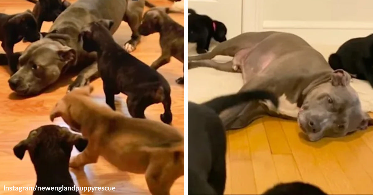 Orphaned Rescue Dog Turns His Pain Into Love By Helping Foster Puppies ...
