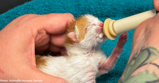 tiny orange and white kitten being bottle fed