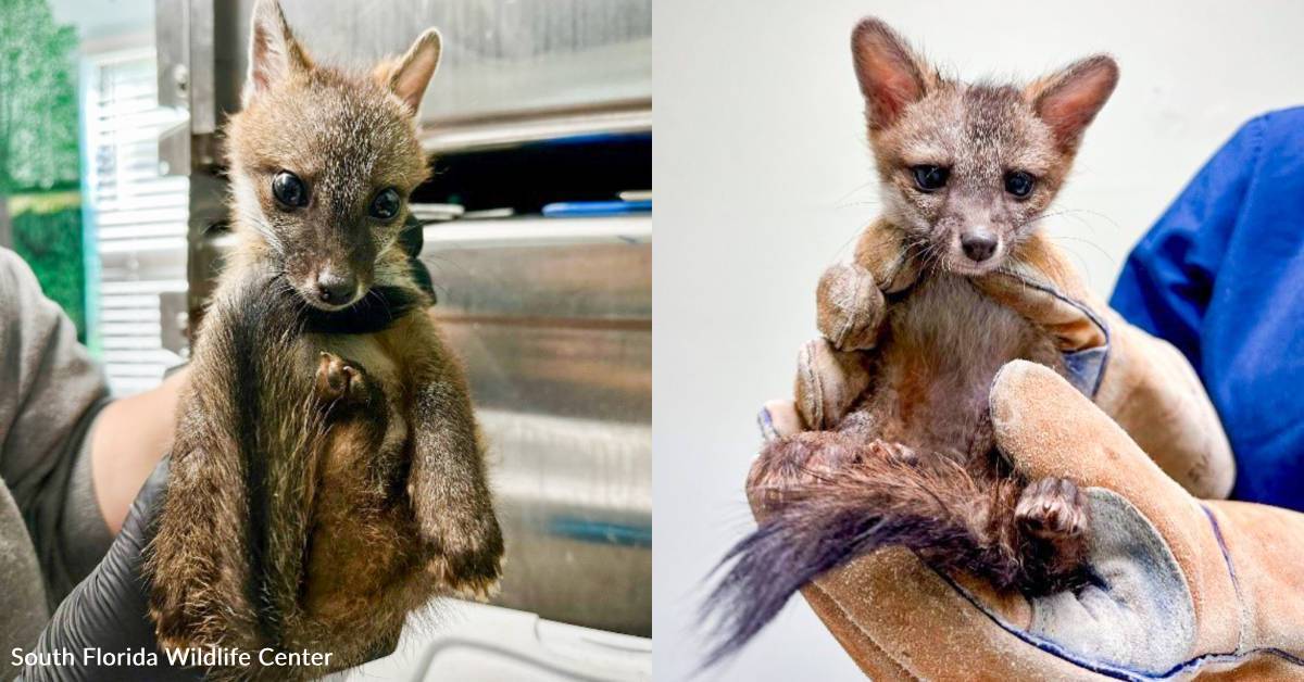 Two Fox Kits Are Orphaned After Their Mother Was Caught in a Trap, You ...