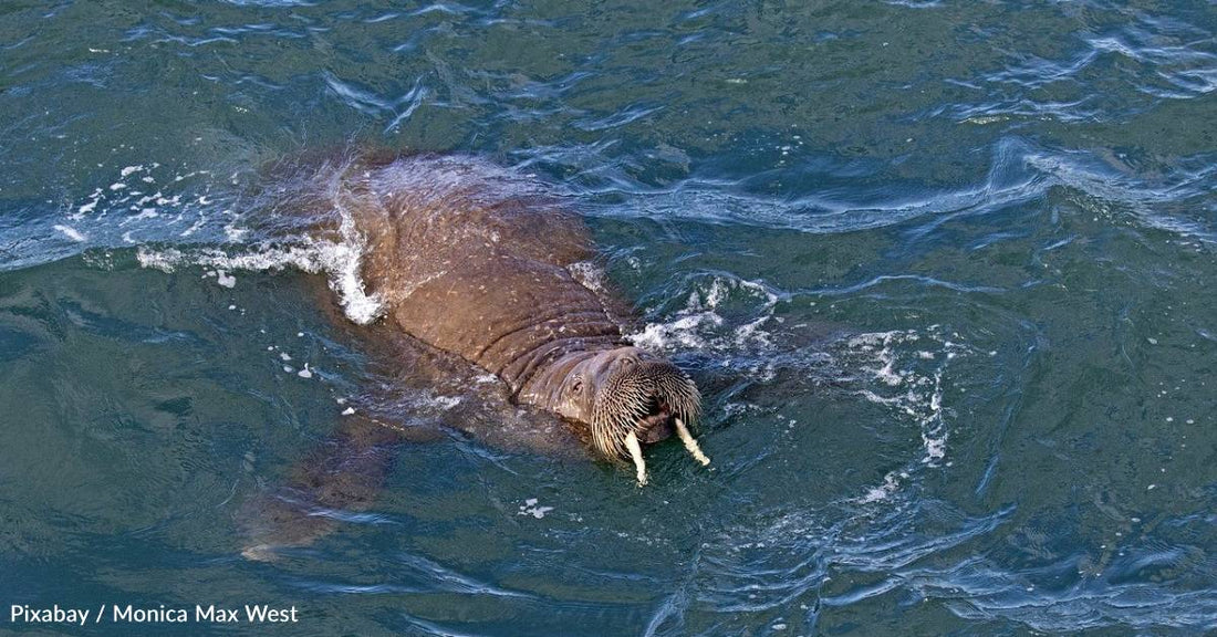 Orphaned Weeks-Old Walrus is Getting Round-the-Clock Care to Help Her Survive